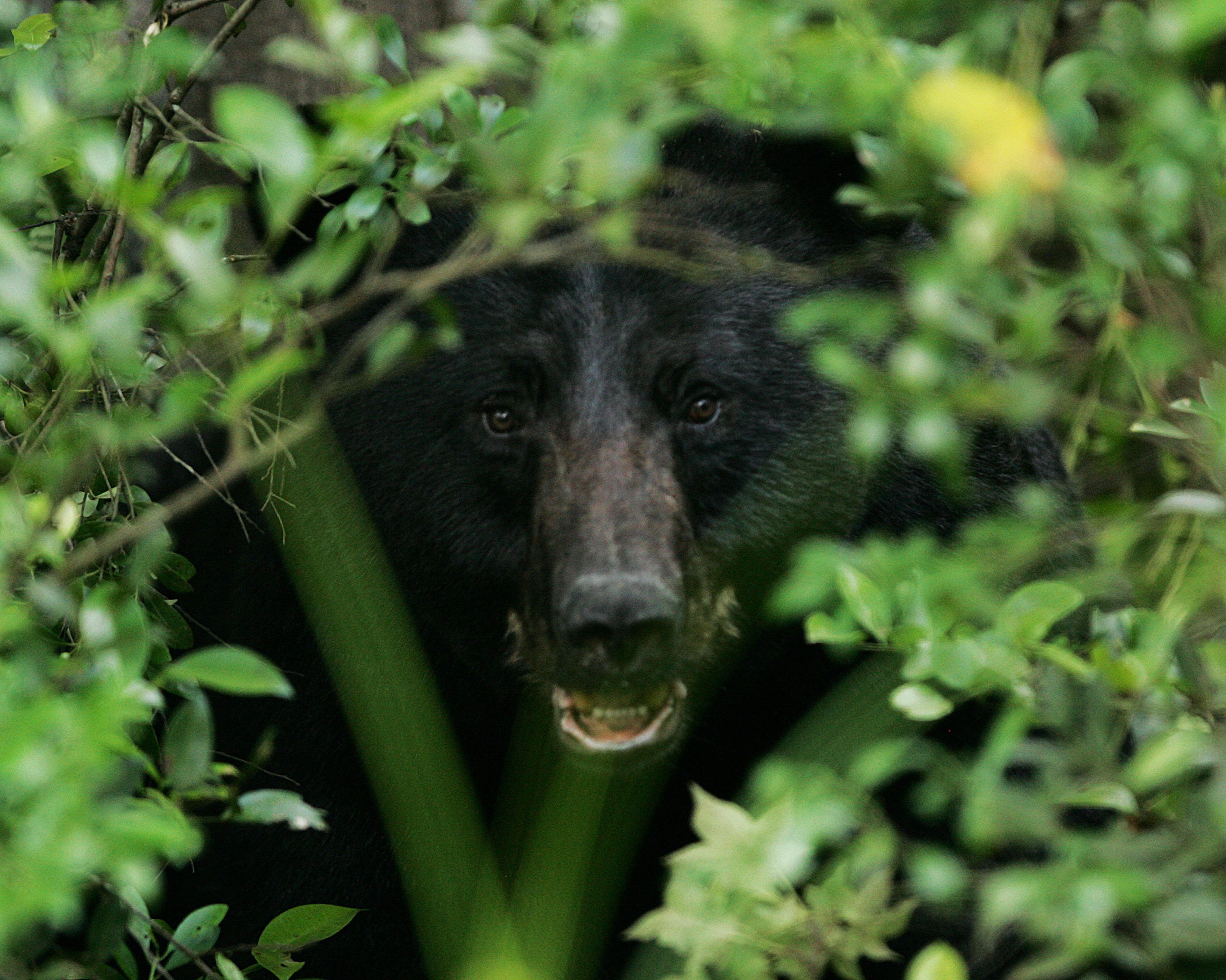 black-bear