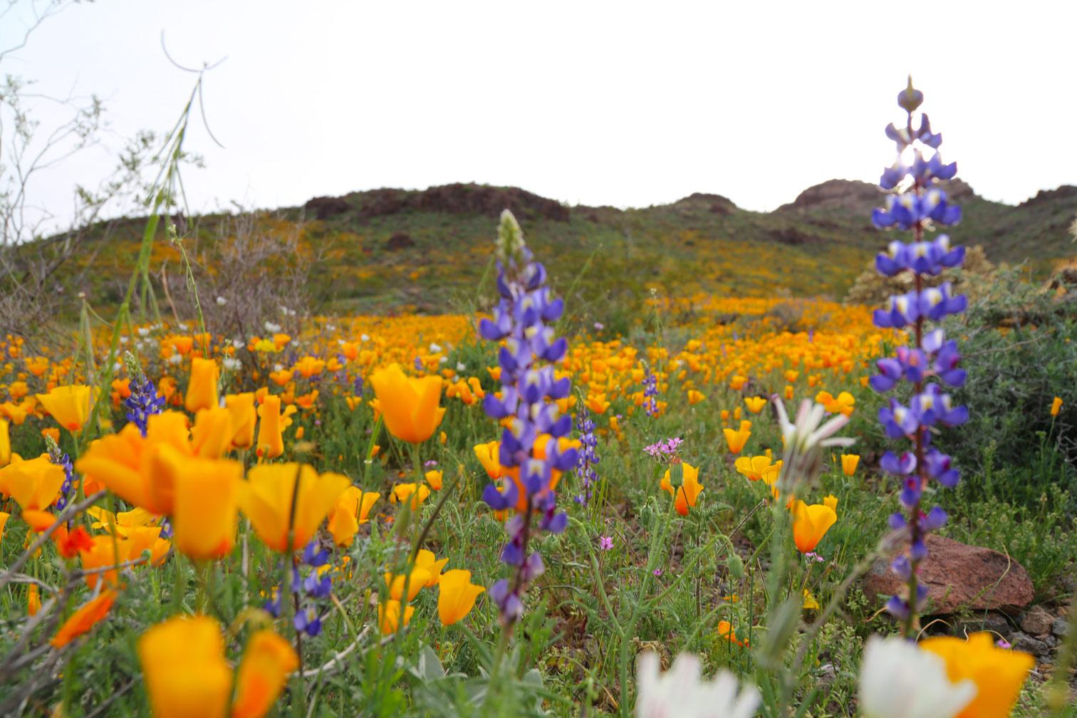 Route 66 in bloom with poppies lupine
