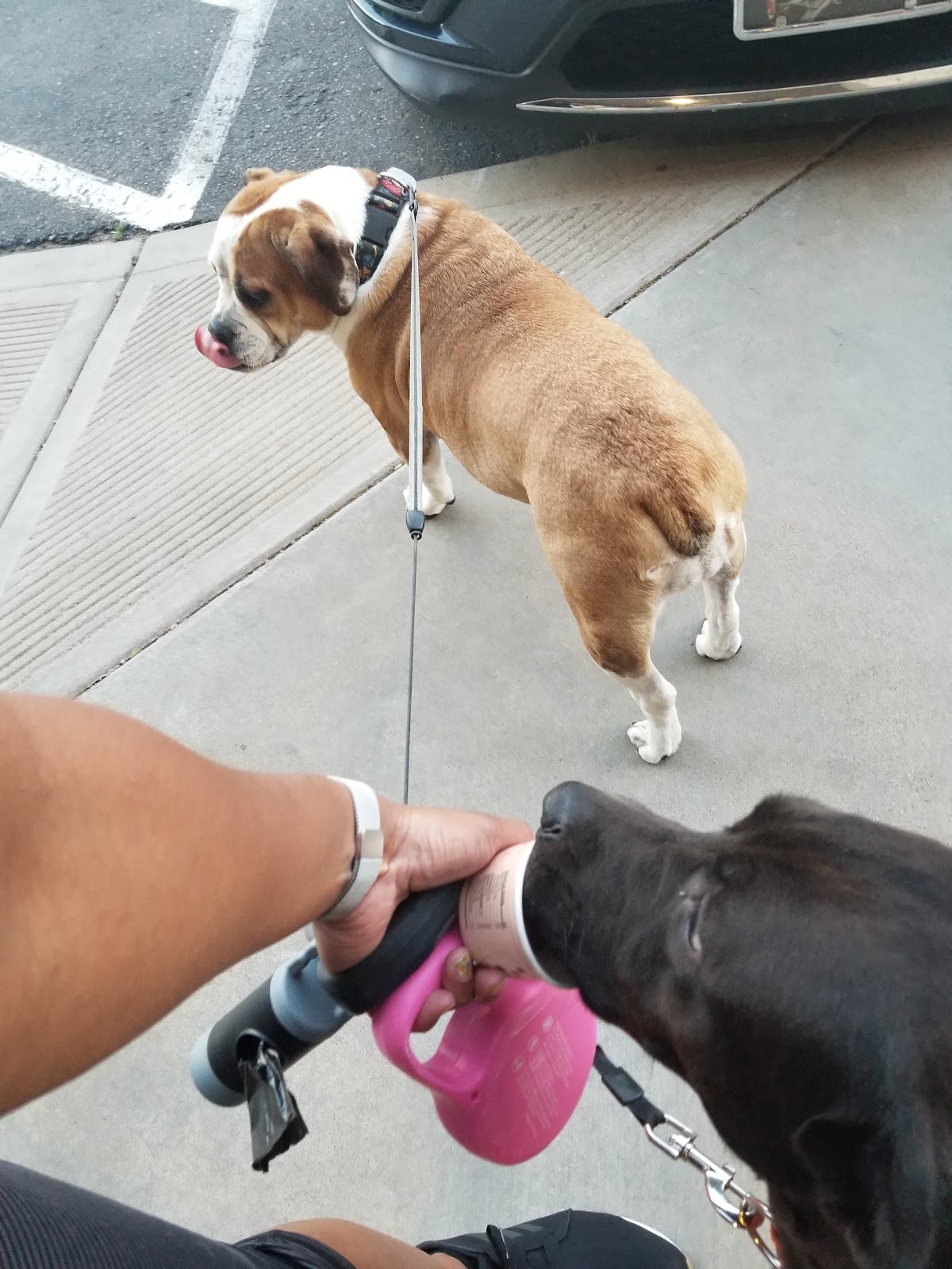 Frozen Yogurt Island Kingman Tourism