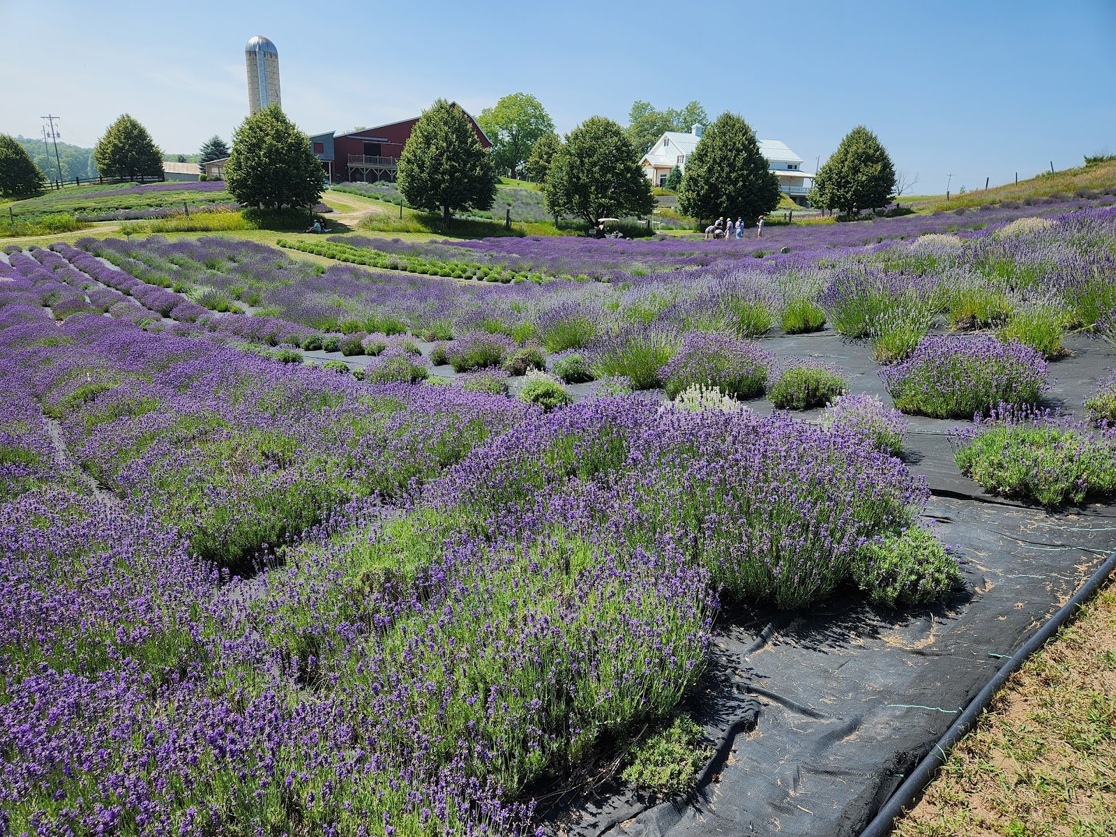 Organic Moth-Away — Hill Country Lavender