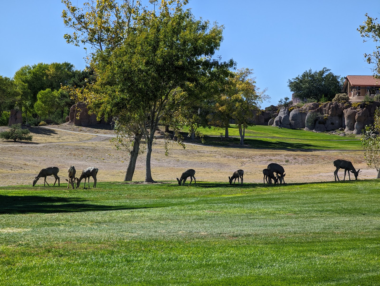 Cerbat Cliffs Golf Course Kingman Tourism Cerbat Cliffs Golf Course Kingman Tourism
