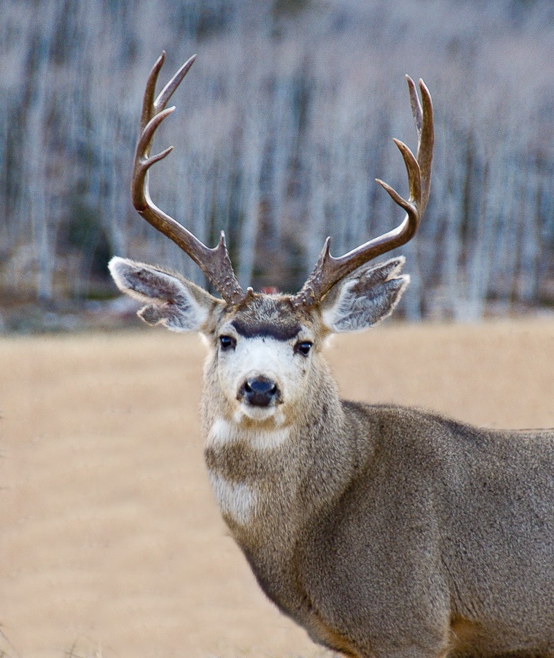 Mule deer clearance buck