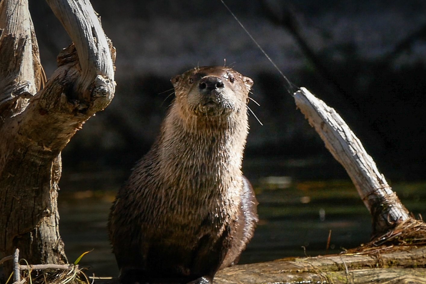 River Otter River Otter