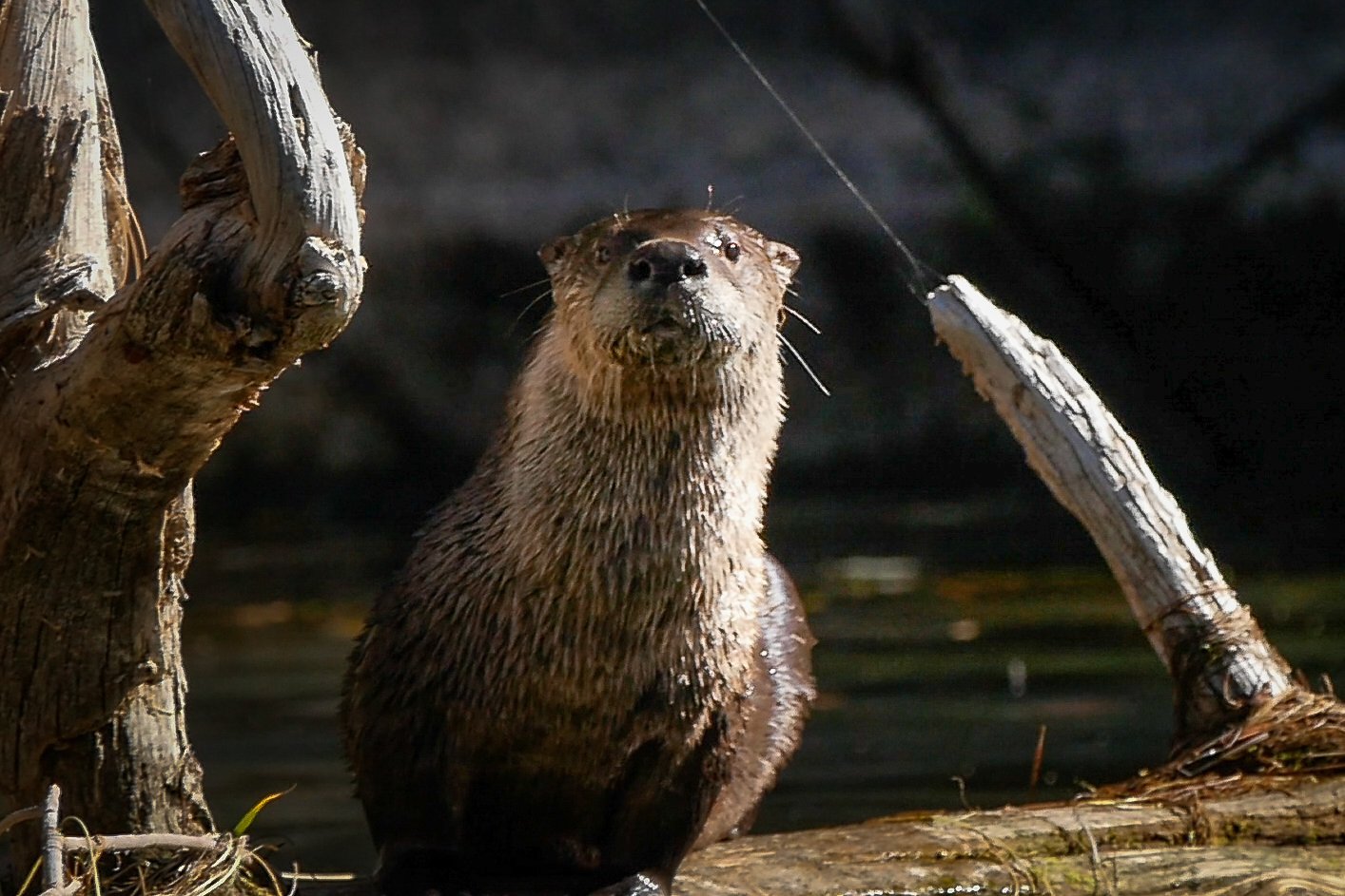 River otter flaming gorge