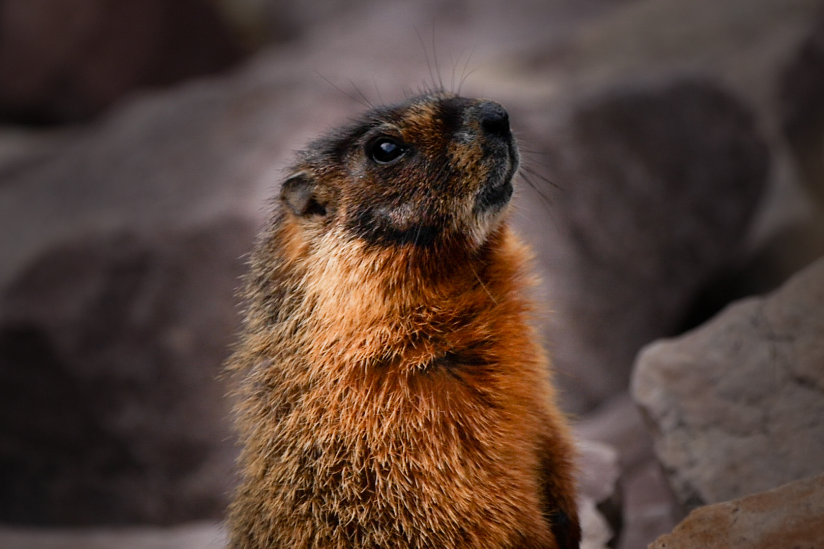 Yellow-Bellied Marmot Yellow-Bellied Marmot