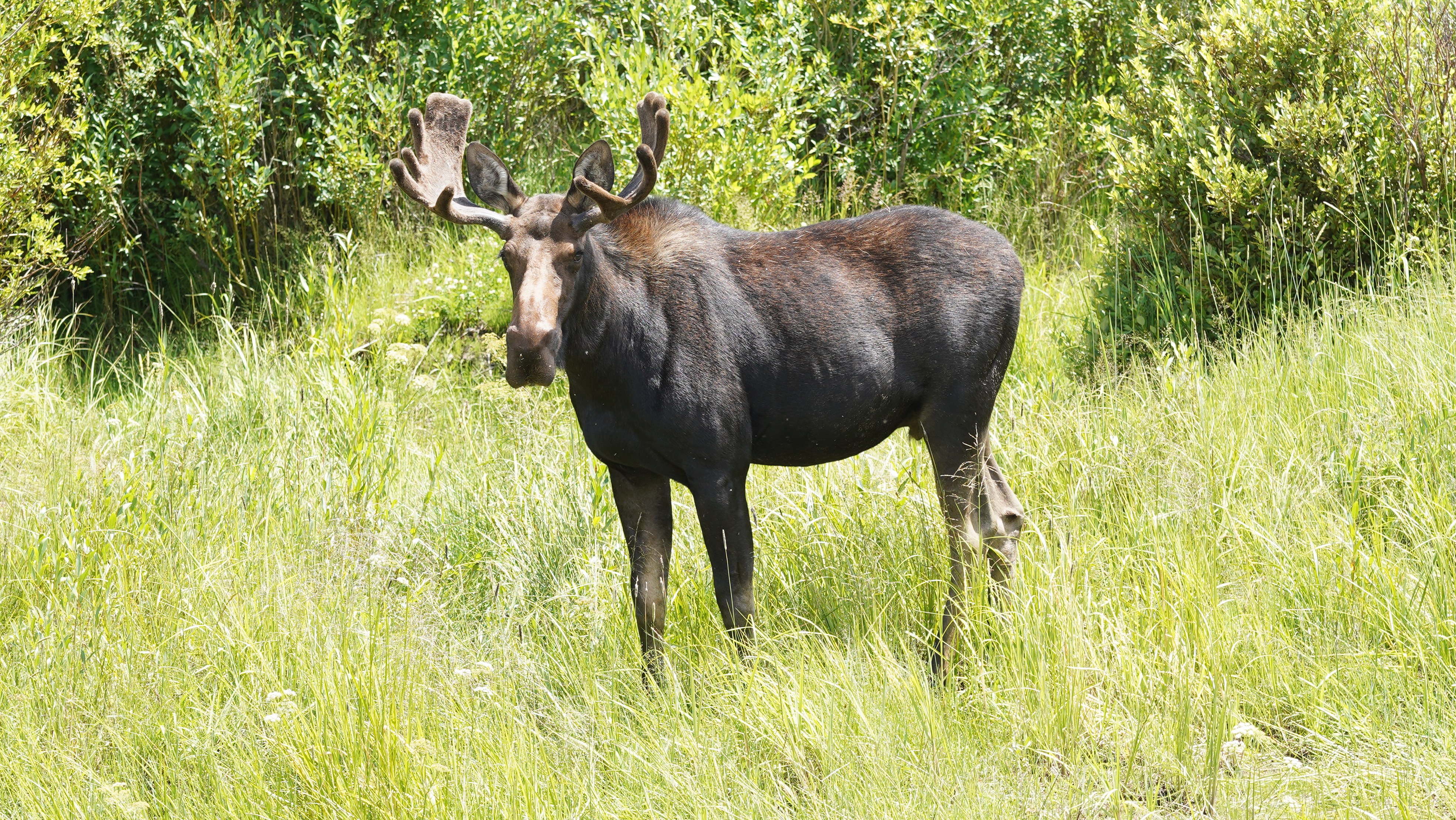 A male moose standing in tall grass during the daytime - North Park, Jackson County Colorado