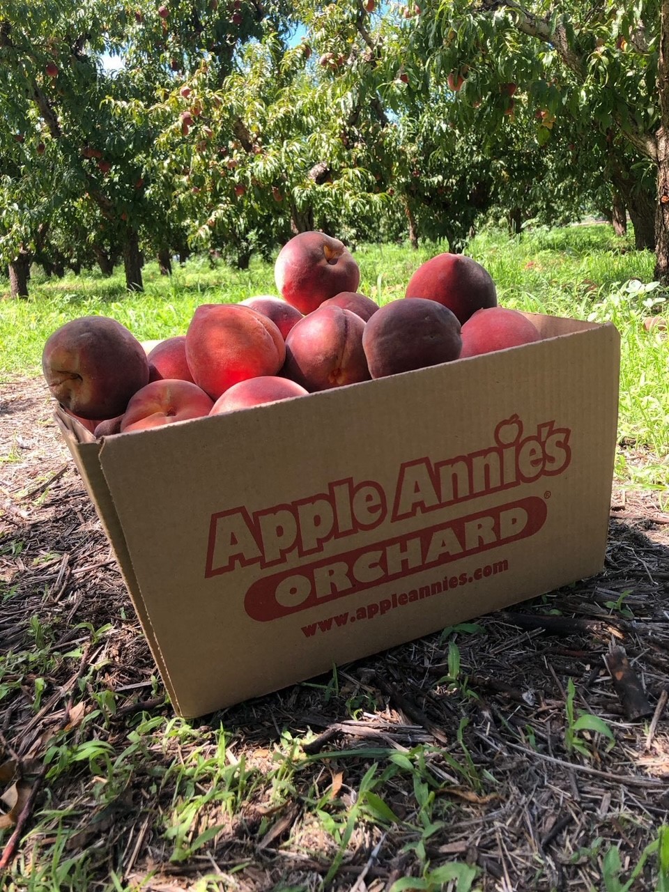 Apple Annie