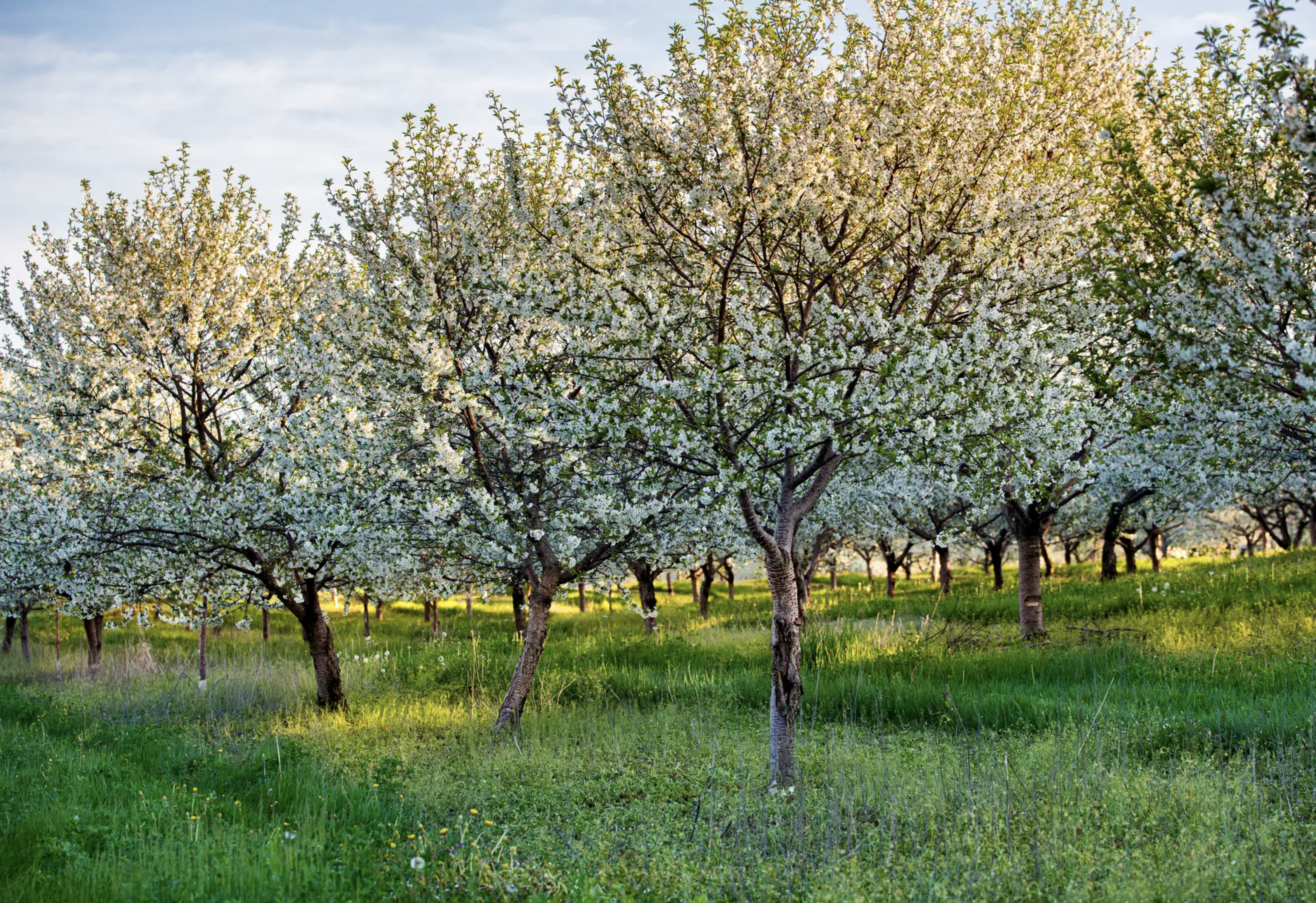 Spring Blooms