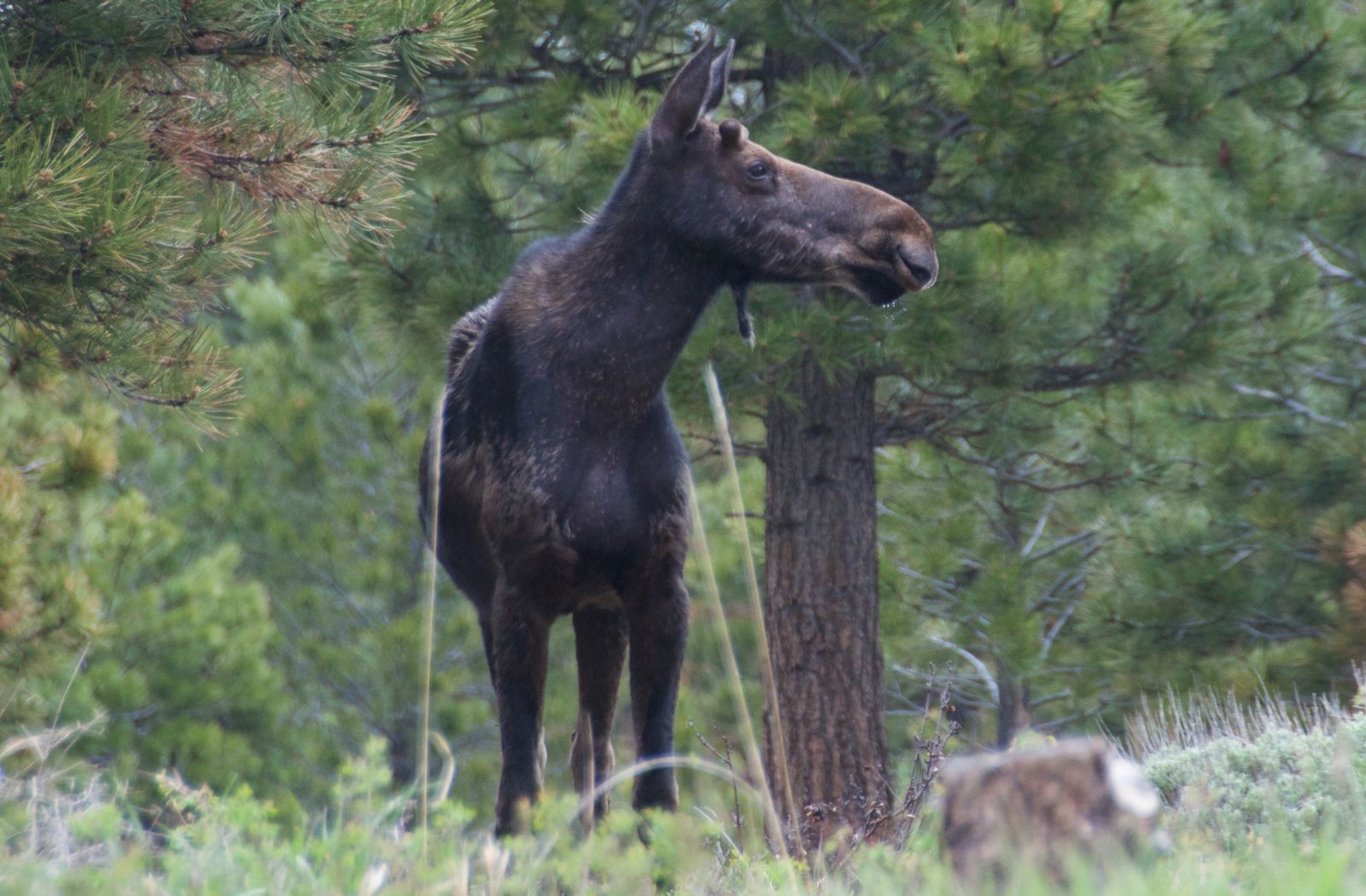 A moose pauses in the Ponderosa pines on the Canyon Rim Trail