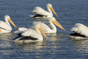 Pelicans - Photo by Bryan Tumlinson