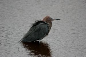 Red Egret