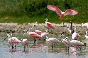 Spoonbill Flock - Photo by Larry Bozka