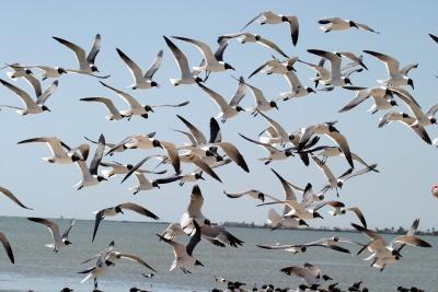 Seagulls - Photo by Diane Loyd