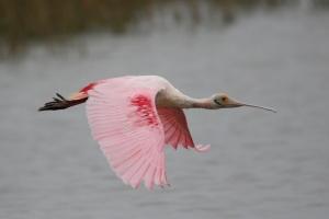 Spoonbill