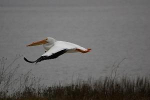 White Pelican - Photo by Dave Taylor