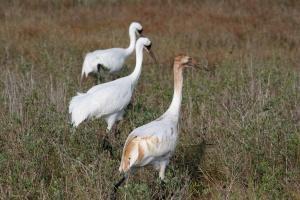 Whooping Crane Family - Photo by Dave Taylor