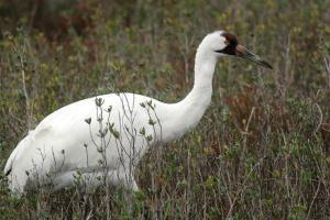 Whooping Crane